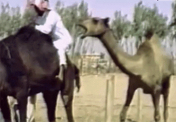 big pussy camel tor fuck gif