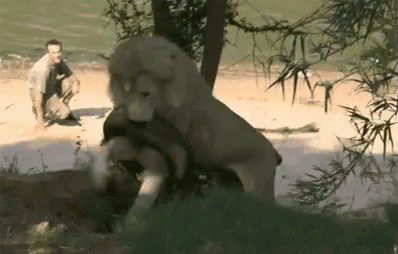 Image result for lion fail gif
