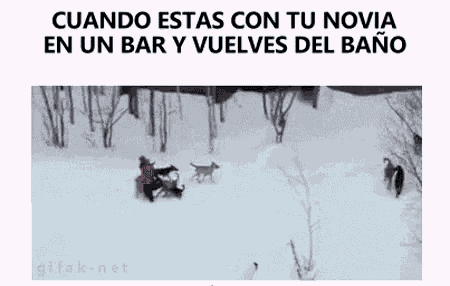 novia bar gif - novia bar dogs - discover & share gifs