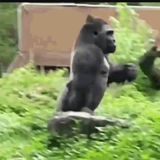 Gorilla Walking Gorilla GIF - Gorilla WalkingGorilla Swag GIFs