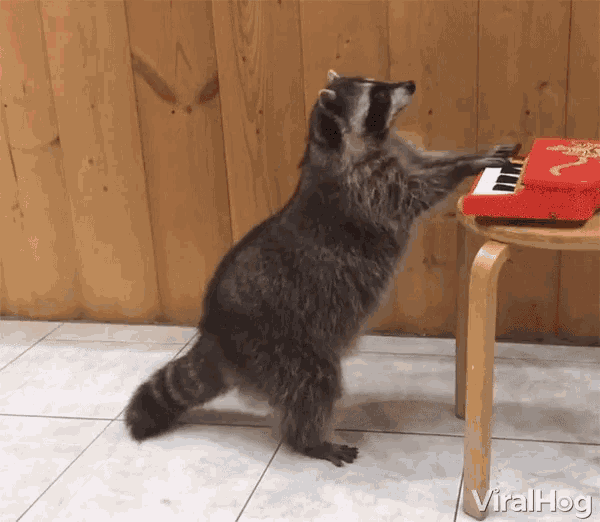 Creating Your Own Cute Raccoon Drawing Gifs