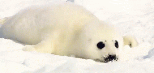 Baby Seal Gifs Tenor