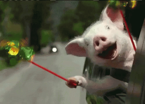Celebrate Like A Frickin Animal! GIF - Pigs Celebrate Yay GIFs