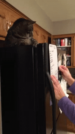 Cat Fridge GIF - Cat Fridge - Discover & Share GIFs