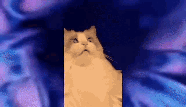 Cat Mind Blown GIF - Cat MindBlown Shocked - Descubre & Comparte GIFs