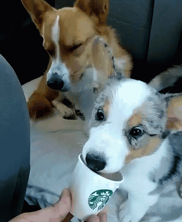 corgi coffee gif corgi coffee dogs discover share gifs