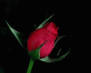 Beautiful Flower GIF - Beautiful Flower Rose - Discover & Share GIFs