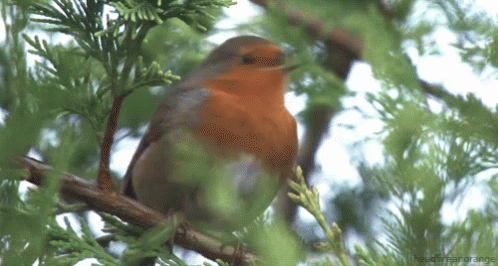 tenor.gif?itemid=3579295