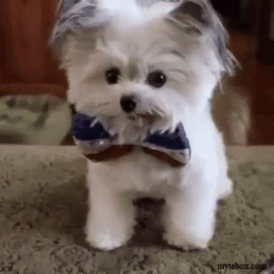 cute dog gifs tenor