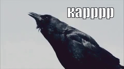 Ворона Кар GIF - Crow Raven Kar GIFs