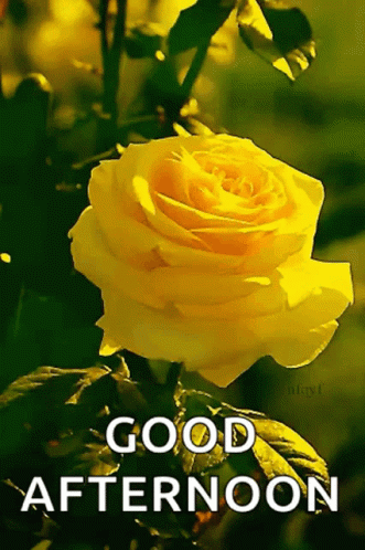 Greeting Good Afternoon GIF - Greeting GoodAfternoon Roses - Discover ...
