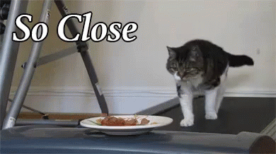so close gif cat foot treadmill discover share gifs