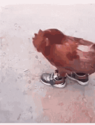 birds wearing shoes