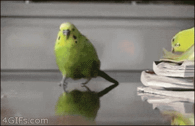 Bird Running Away - Explosion GIF - Explosion RunAway Bird - Discover &  Share GIFs