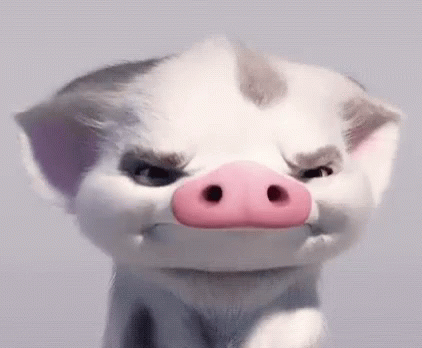 moana pig pua angry gif moanapigpua pua pig discover share gifs