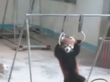 panda push up gif panda push up gif