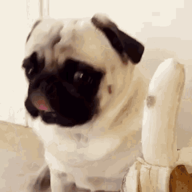 Pug Lick GIF - Pug Lick Banana - Discover & Share GIFs