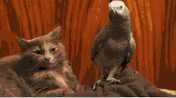 Cat Parrot GIF - Cat Parrot BirdBrain GIFs
