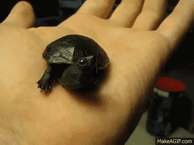baby ninja turtle gif baby ninja turtle gif