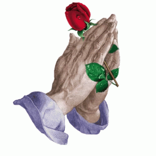 Prayer Rose GIF - Prayer Rose Hands - Discover & Share GIFs