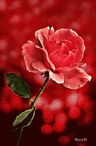 Red Rose GIF - Red Rose Illuminating - Discover & Share GIFs