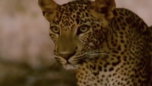 Leopards GIFs | Tenor