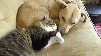 Image result for cat and dog play gif