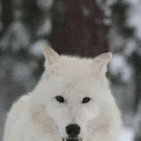 Wolf Howl GIF - Wolf Howl Wildlife - Discover & Share GIFs