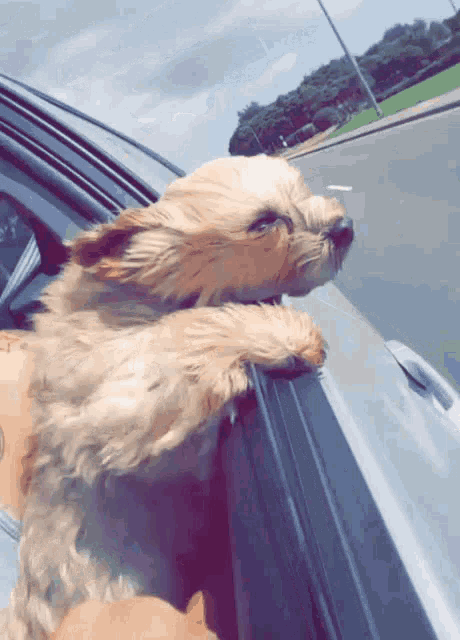 Dog In Car Window GIFs | Tenor