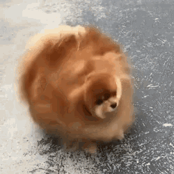 fluffy Pomeranian shaking off water