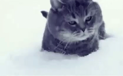 Cat Snow GIF - Cat Snow - Discover & Share GIFs