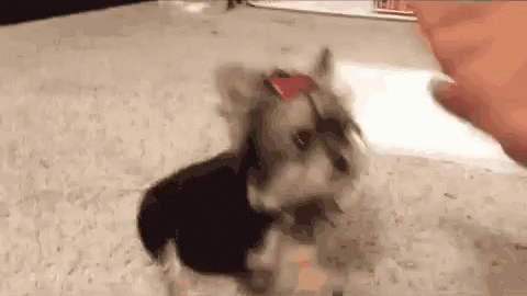 five yorkies high five yorkie gif highfive yorkie discover gifs five yorkies high five yorkie gif highfive yorkie discover gifs