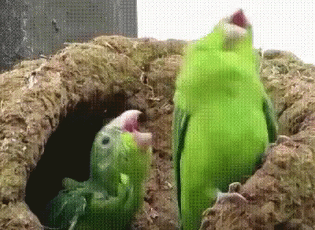 Image result for funny parrot gif