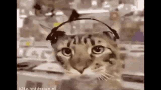 Cat Vibing Gif Catvibing Discover Share Gifs