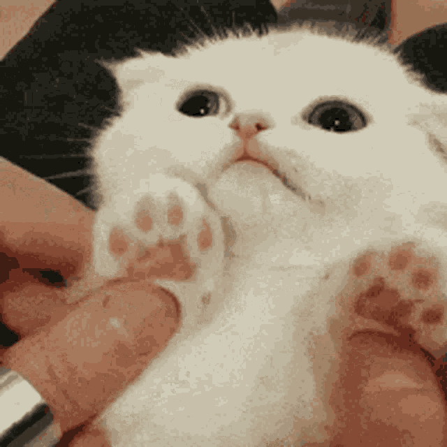 Cute Cat GIF Cute Cat Hug Discover & Share GIFs