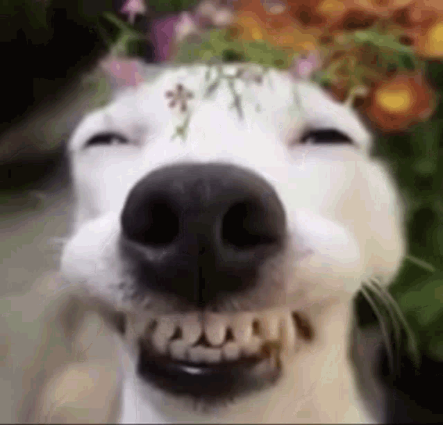 Happy Happy Dog GIF - Happy HappyDog Dog GIFs