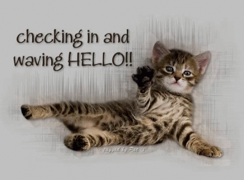 hello kitten gif hello