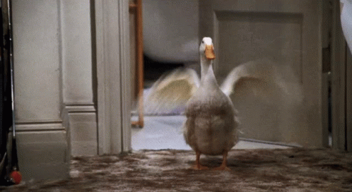 geo duck gif geo duck gif