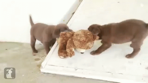 labrador puppy teddy