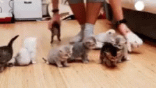 cute cats gif cute