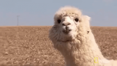 Zoom Close Up GIF - Zoom CloseUp Llama - Discover & Share GIFs