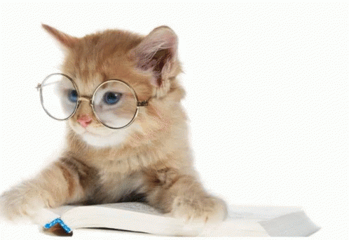 Image result for animal studying gif