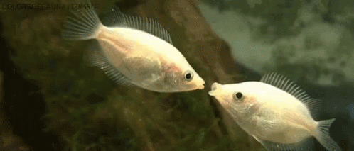 Kiss Kissing GIF - Kiss Kissing Fish GIFs