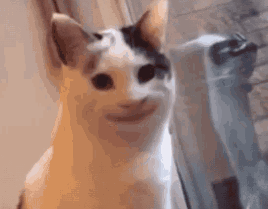creepy smiling cat