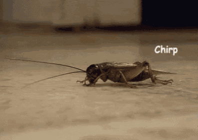 Cricket GIF - Cricket Chirps - Discover & Share GIFs