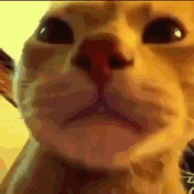 images Fondo Luces De Colores Gif gato fiesta gif gato fiesta luces discover share gifs