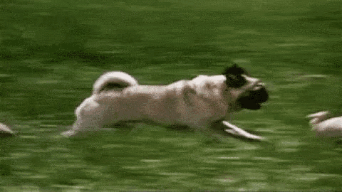 pug running gif pug running gif pug running puppy discover gifs pug running gif pug running gif pug running puppy discover gifs