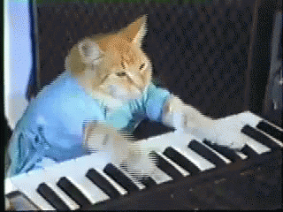 Image result for funny cat playing the piano gif