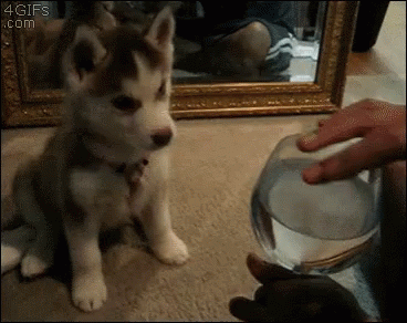 Super Cute Puppy Gifs Tenor