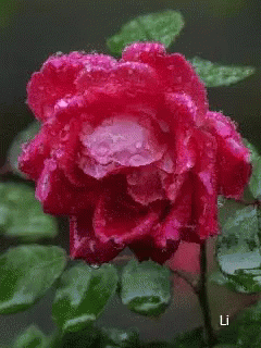 animated flower gifs tenor animated picture of flower